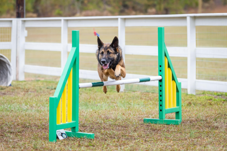 German Sheppard leaping