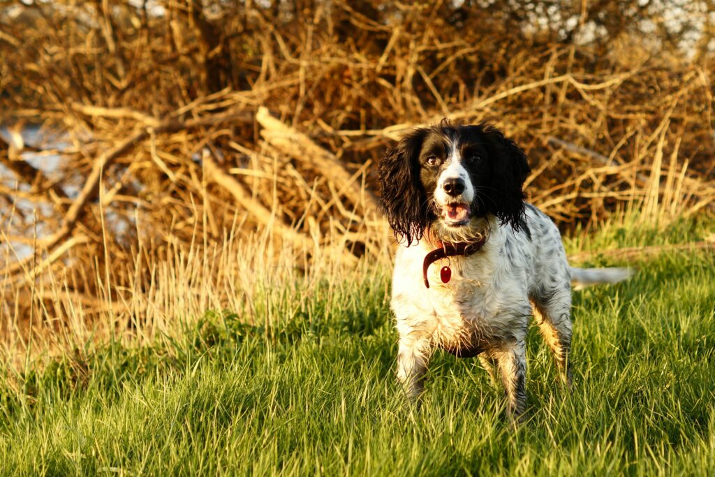 spaniel in the grass