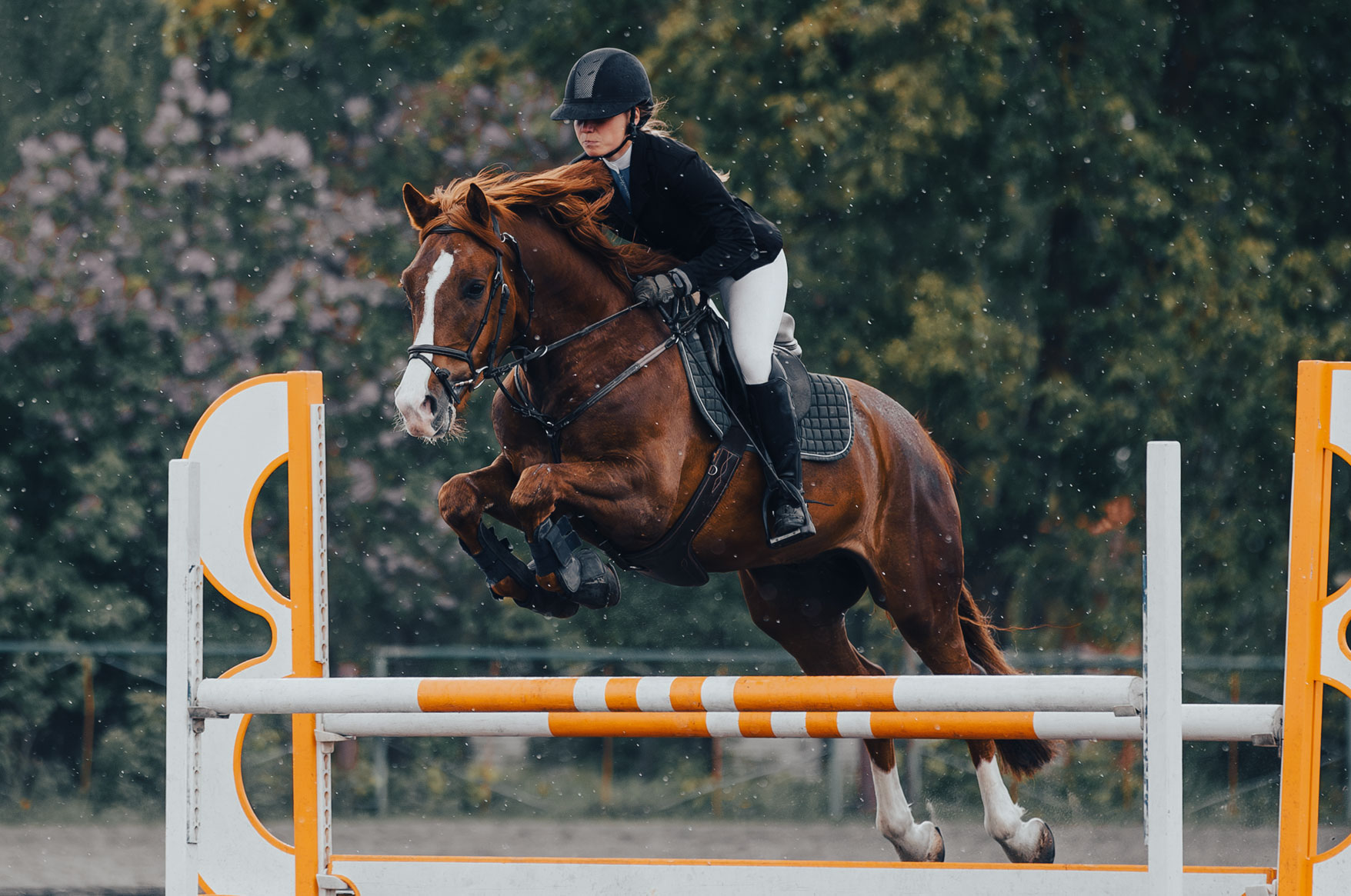 camden-horse-and-hound-expo