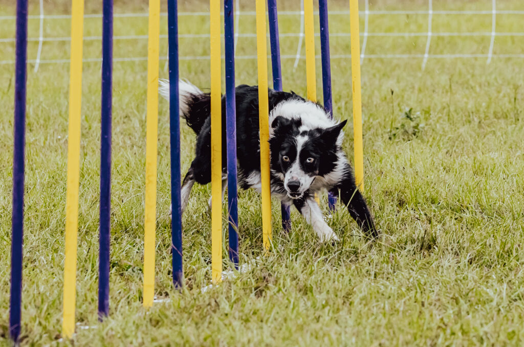 Working Dogs Arena