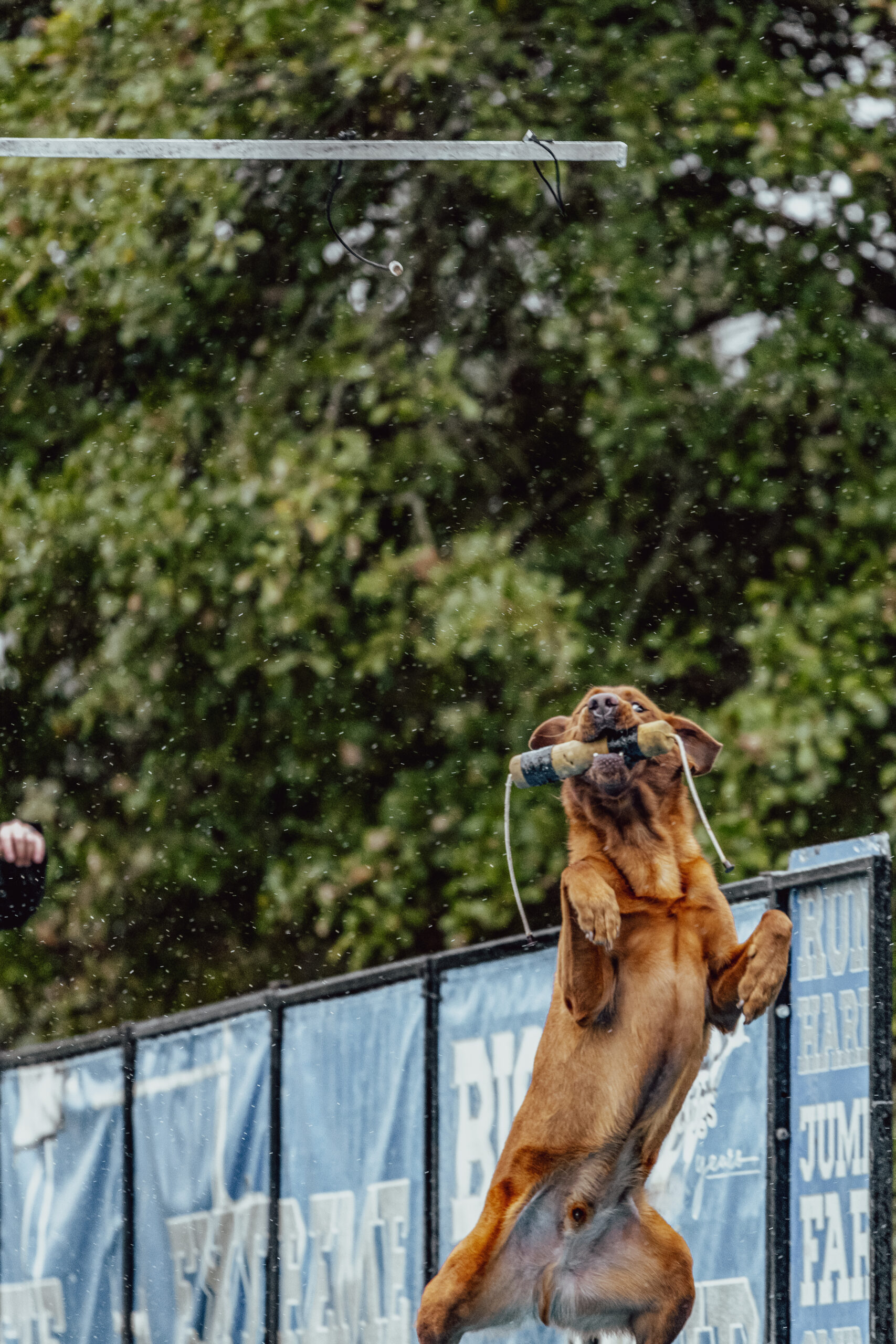 The Camden Horse & Hound Expo