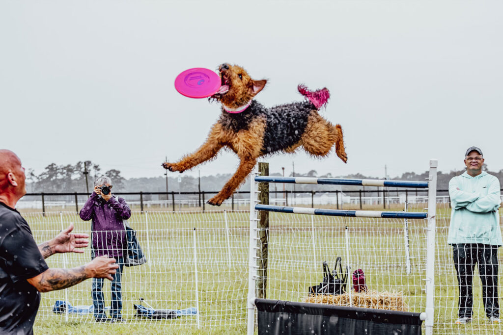 Agility Arena