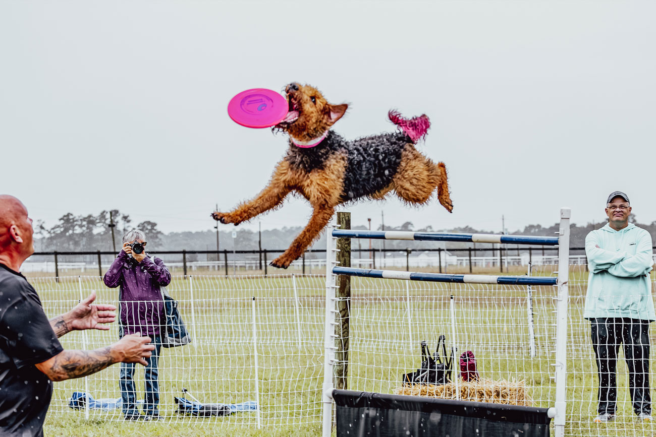 The Camden Horse & Hound Expo